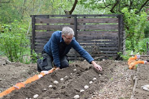 Kartoffeln anbauen